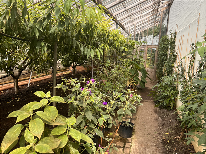 greenhouse